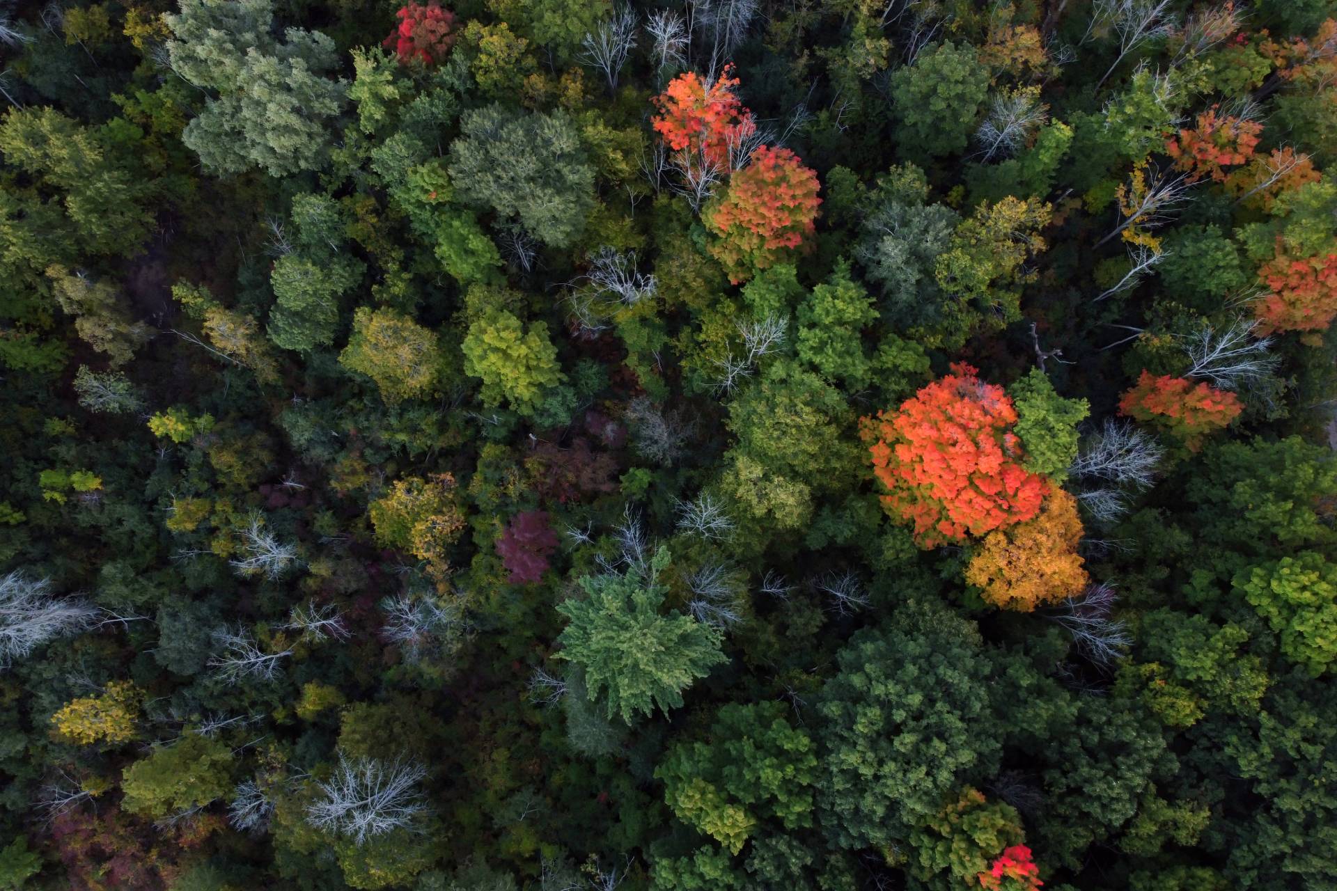 Investissement forestier : comprendre les principes, les enjeux et les solutions France Valley